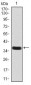 GAD2 Antibody