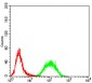 Rab13 Antibody