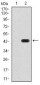 PAX6 Antibody