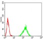 ATF3 Antibody