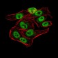 AOF1 Antibody