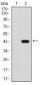 AOF1 Antibody