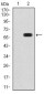 ATG16L1 Antibody