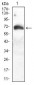 ATG16L1 Antibody