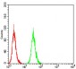 ATG16L1 Antibody