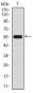 ATG16L1 Antibody