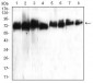 ATG16L1 Antibody