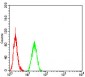 SIRT4 Antibody