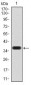 SIRT4 Antibody