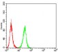 Rab8 Antibody