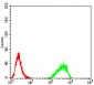 DNMT3B Antibody