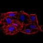 SIRT6 Antibody