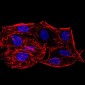 SIRT6 Antibody