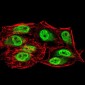 SIRT6 Antibody