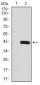 SIRT6 Antibody