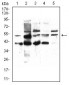 PPARA Antibody