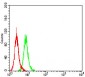 SALL4 Antibody