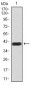 NOS1 Antibody