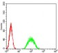 ATF3 Antibody