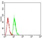 SIRT7 Antibody