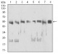 DDX39B Antibody