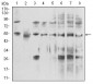 DDX39B Antibody