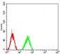 MMP14 Antibody