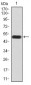 Rab3a Antibody