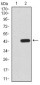 PRDM1 Antibody