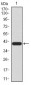 LRP1 Antibody