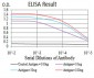 LGR5 Antibody