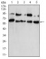 CBX2 Antibody