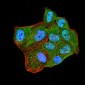 CBX2 Antibody