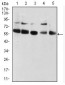 CBX2 Antibody