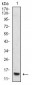 HIST2H4A(20Me) Antibody