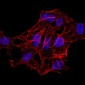 HIST2H4A(20Me) Antibody