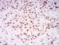 HIST2H4A(20Me) Antibody