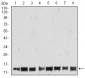 HIST2H4A(20Me3) Antibody