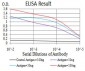 SIRT7 Antibody