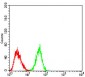 SIRT4 Antibody