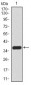 SIRT4 Antibody