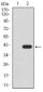 SIRT4 Antibody