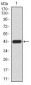 RAD52 Antibody