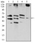 RAD52 Antibody