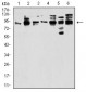 DDX20 Antibody