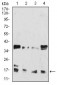 HIST2H3C(27Ac) Antibody