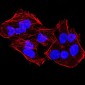 KDM4A Antibody
