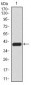 KDM4A Antibody