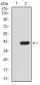 Notch3 Antibody