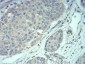 MECP2 Antibody